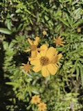 Desc